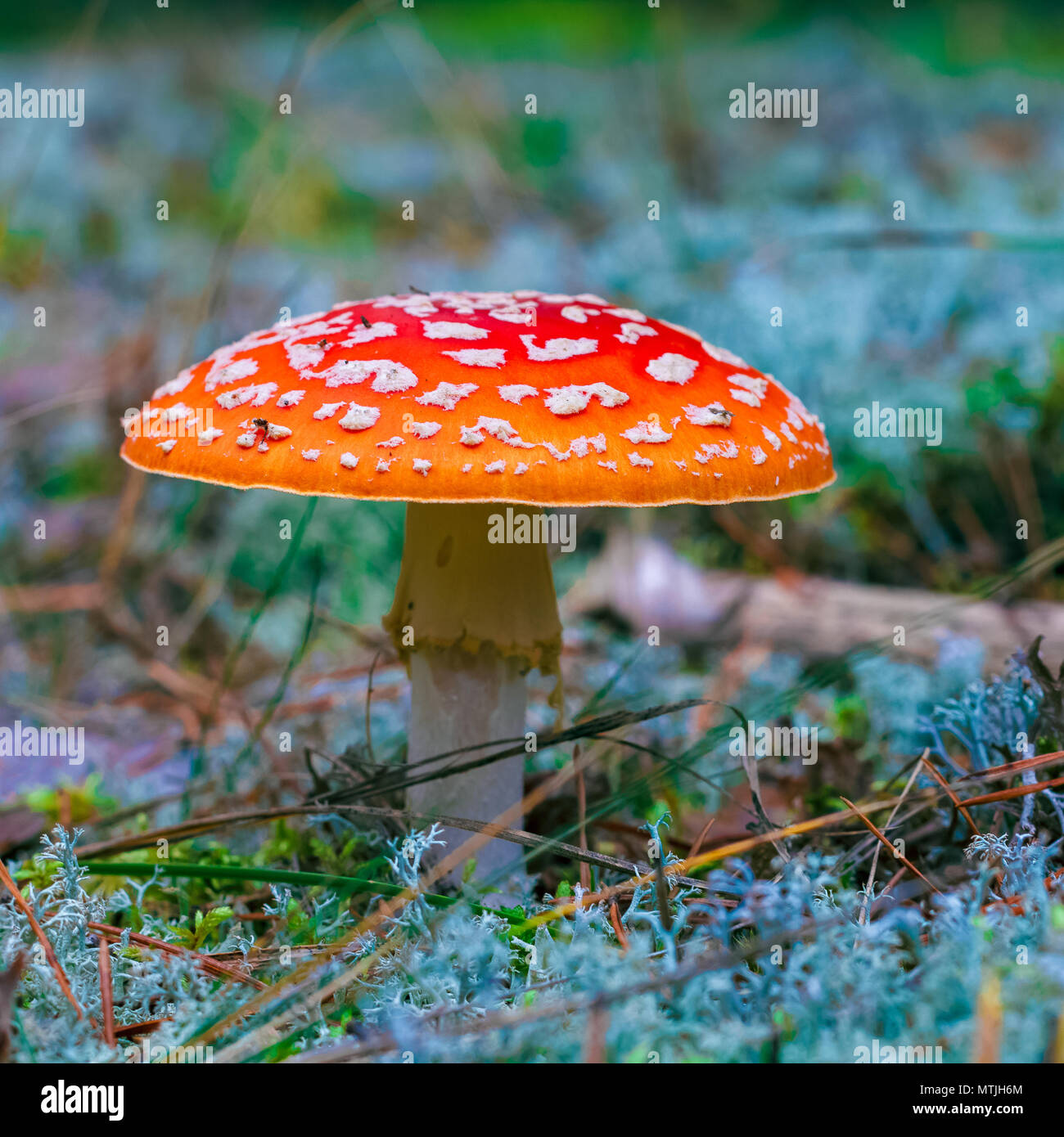 Amanita Muscaria. Red velenoso Fly Agaric funghi nel bosco Foto Stock