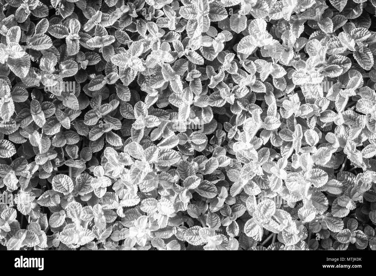 White foglie texture pattern di sfondo per decorazione. Foto Stock