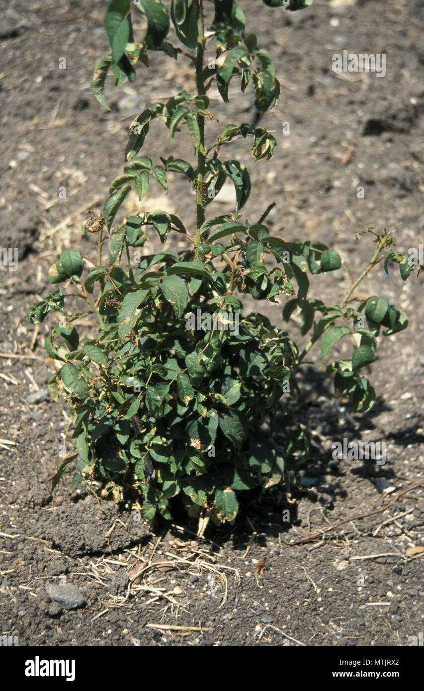 Rosaio con root rot Foto Stock