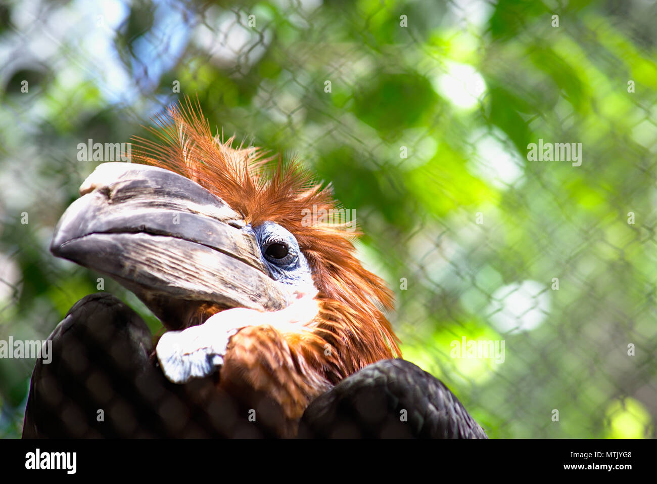 Femmina nera Casqued Hornbill Foto Stock