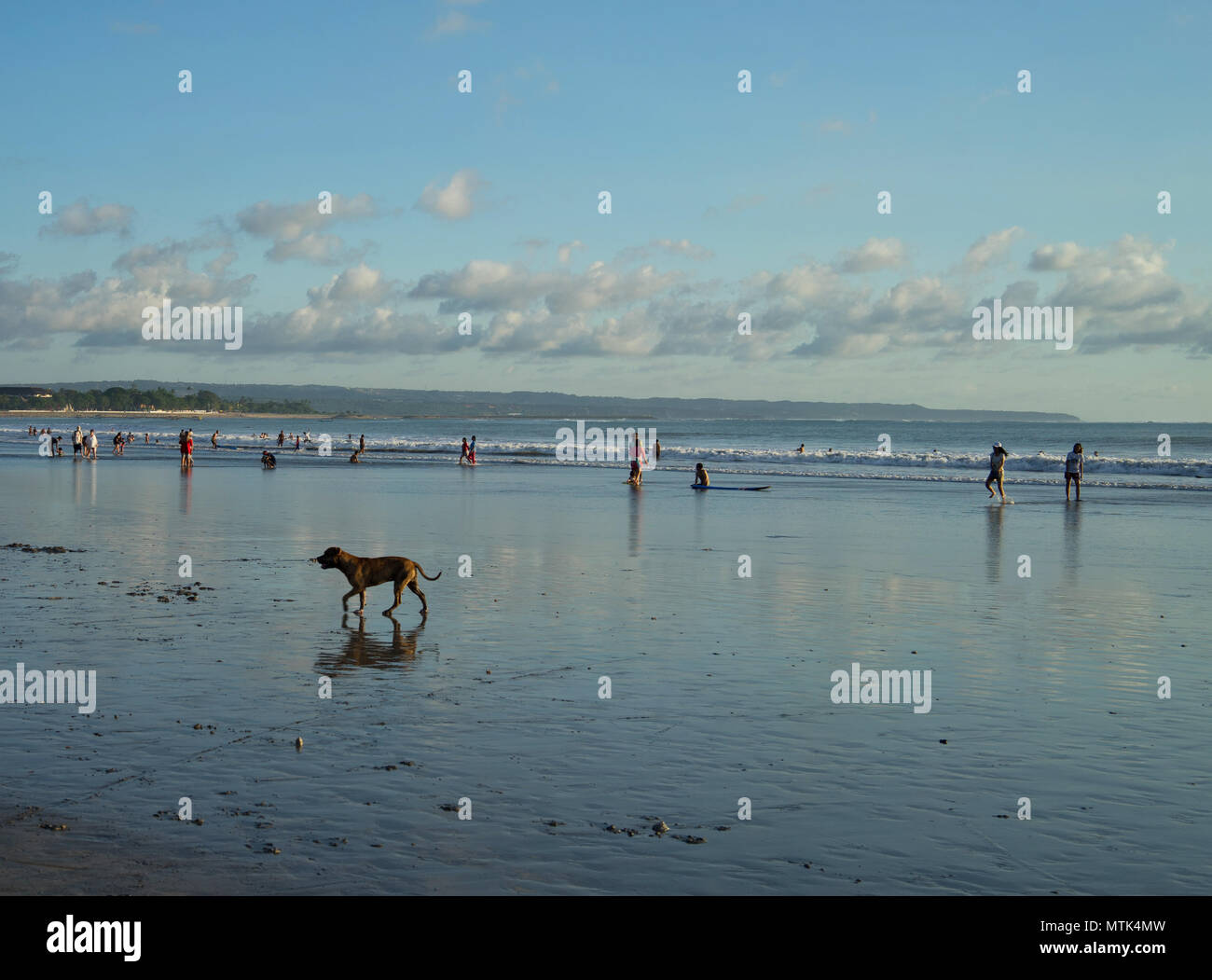 Cane e uomo di giocare insieme sulla spiaggia in Kuta Bali, Indonesia. Foto Stock