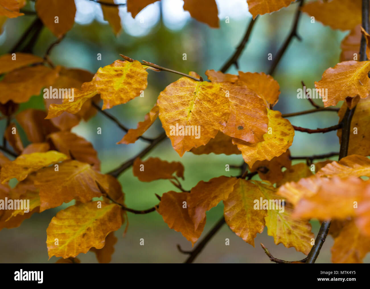 Colpendo i boschi per i picchi di Autunno a colori è uno dei miei più passatempi preferiti Foto Stock