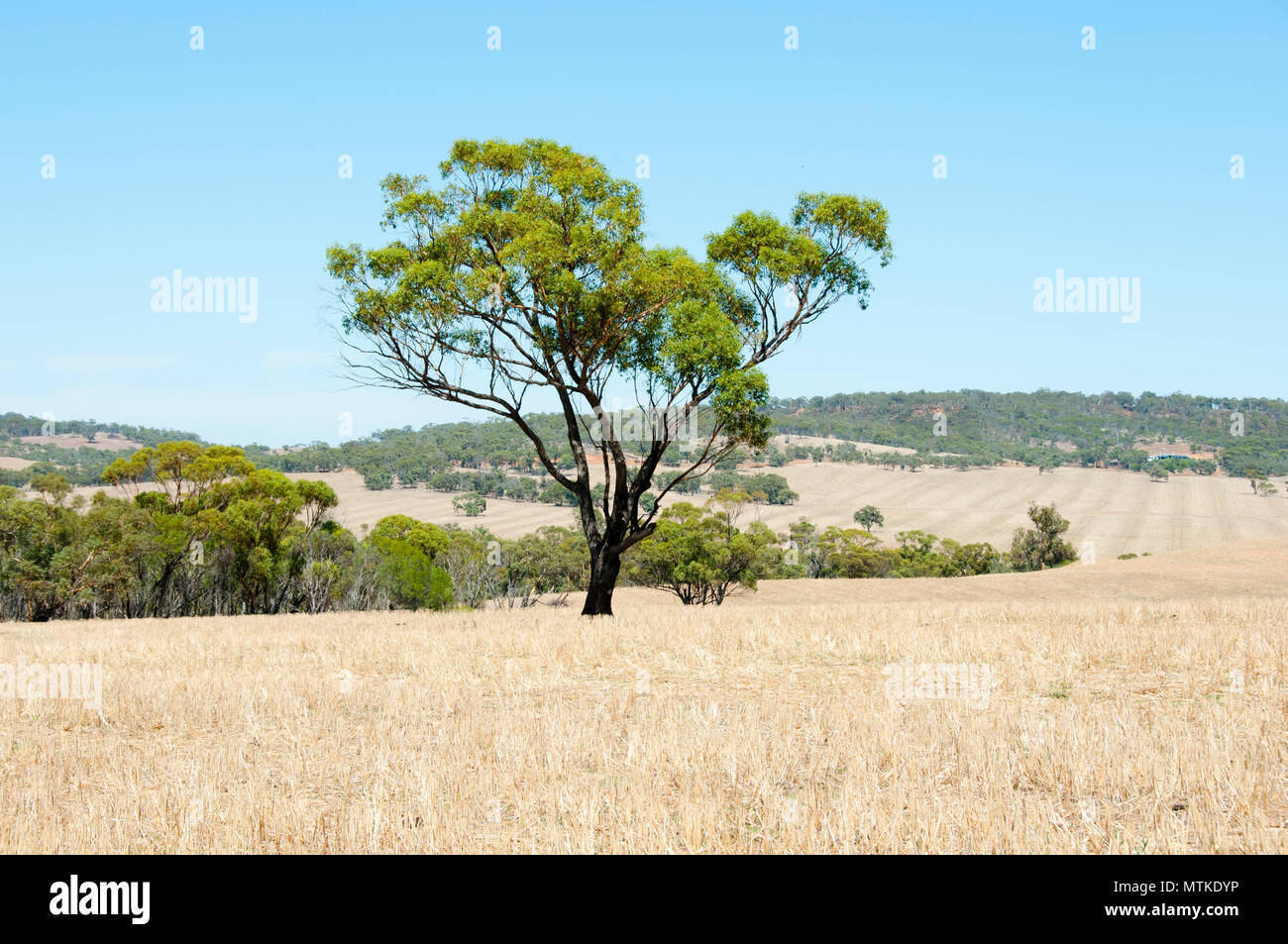 Raccolte di campi di grano - Australia Foto Stock
