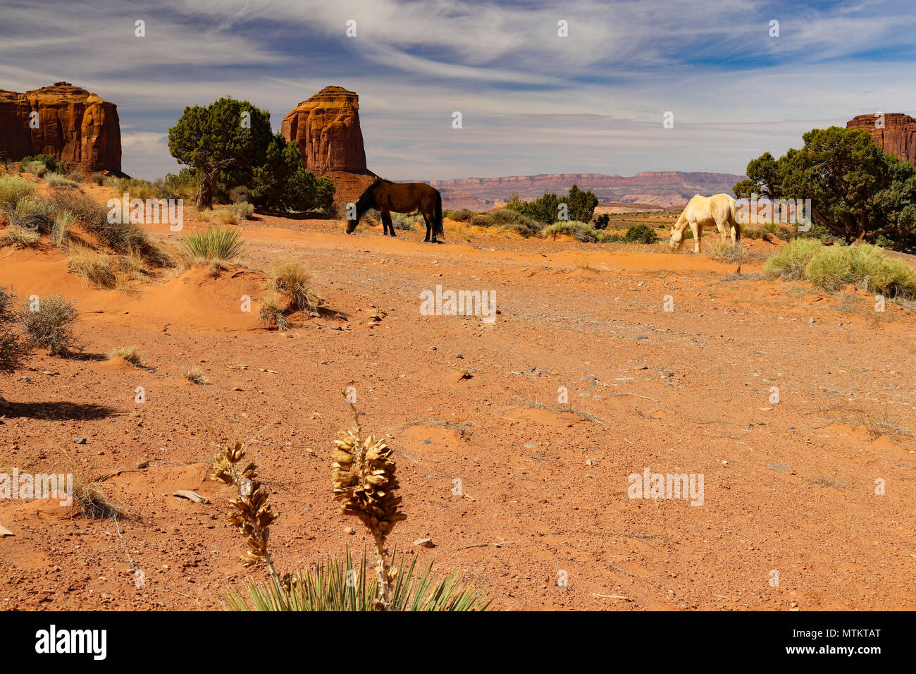 Questi cavalli nel deserto trovare piccoli mucchi di erba a pascolare su nella Monument Valley Utah Foto Stock