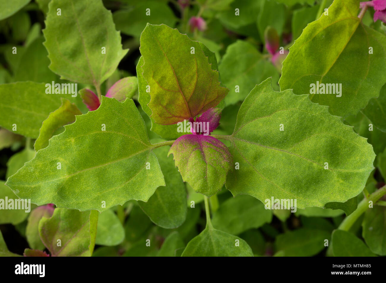 Close up di coloratissimi fresca giovani materie cimelio di spinaci ad albero pieno frame Foto Stock