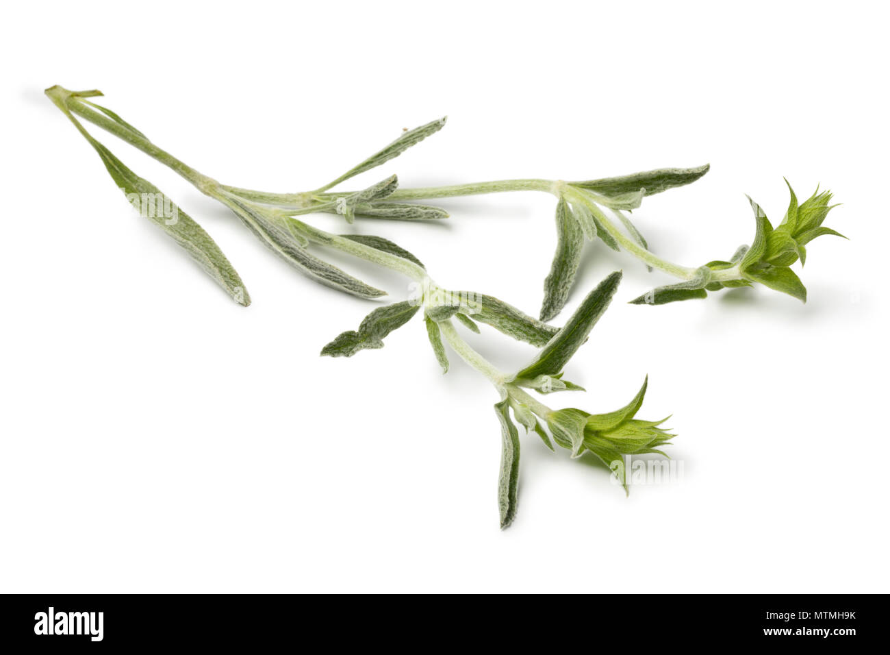 Rametto di fresco verde ironwort, sideritus, per il tè alle erbe isolati su sfondo bianco Foto Stock