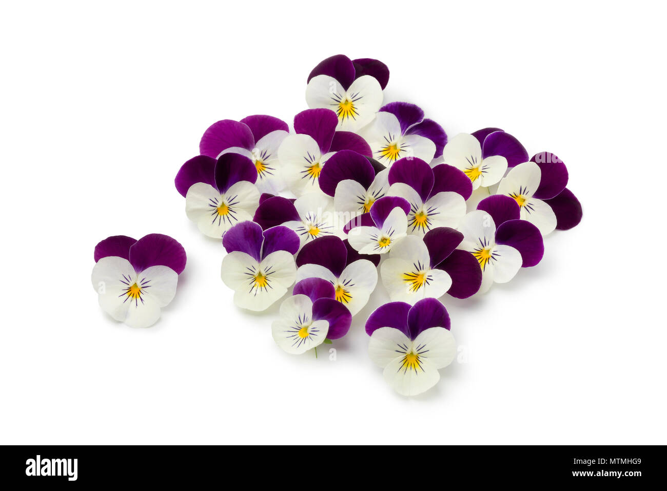 Raccolti freschi fiori viola isolato su sfondo bianco Foto Stock