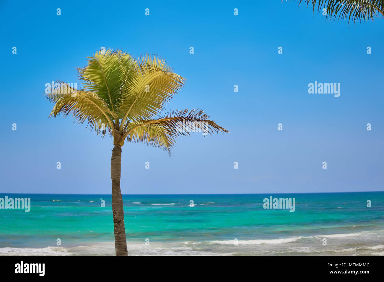 Palma da cocco lonely cresce su una spiaggia tropicale. Acque turchesi del Mar dei Caraibi. Riviera Maya Messico Foto Stock