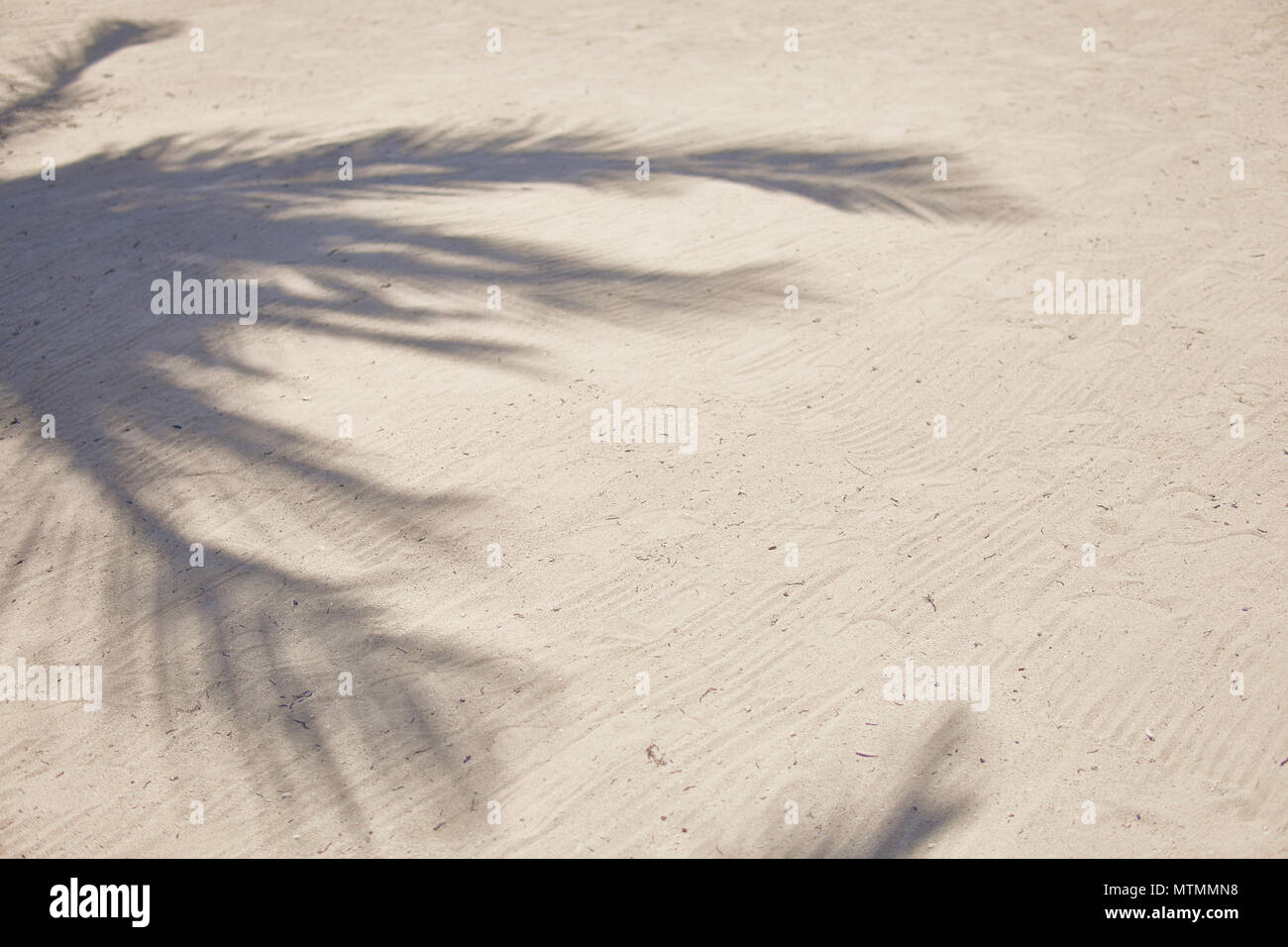 Ombre di fronde di palme svolazzanti sulla trama di spiaggia di sabbia. Mar dei Caraibi. Riviera Maya Messico Foto Stock