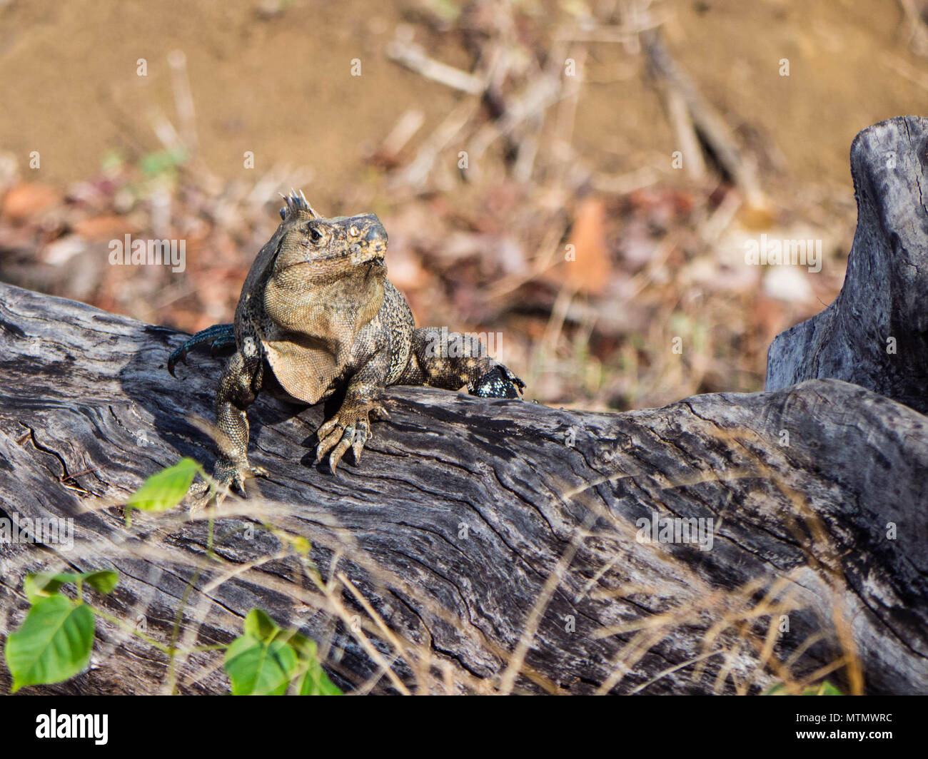 Iguana on Fallen log nella penisola di Papagayo nella regione di Guanacaste in Costa Rica Foto Stock