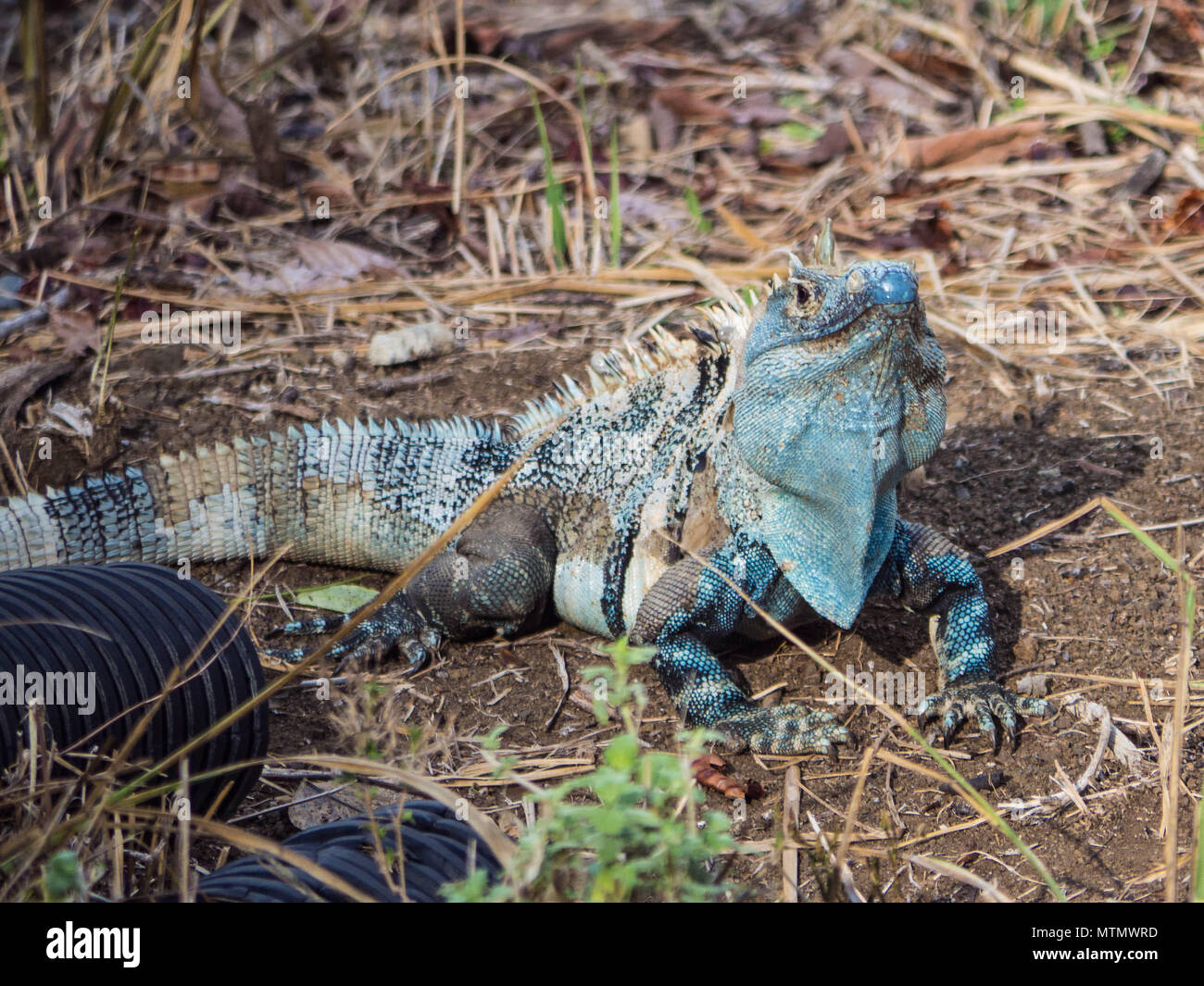 Spinosa blu-tailed iguana (Ctenosaura similis) sulla foresta secca piano del Peninsula Papagayo nella regione del Guanacaste Costa Rica Foto Stock