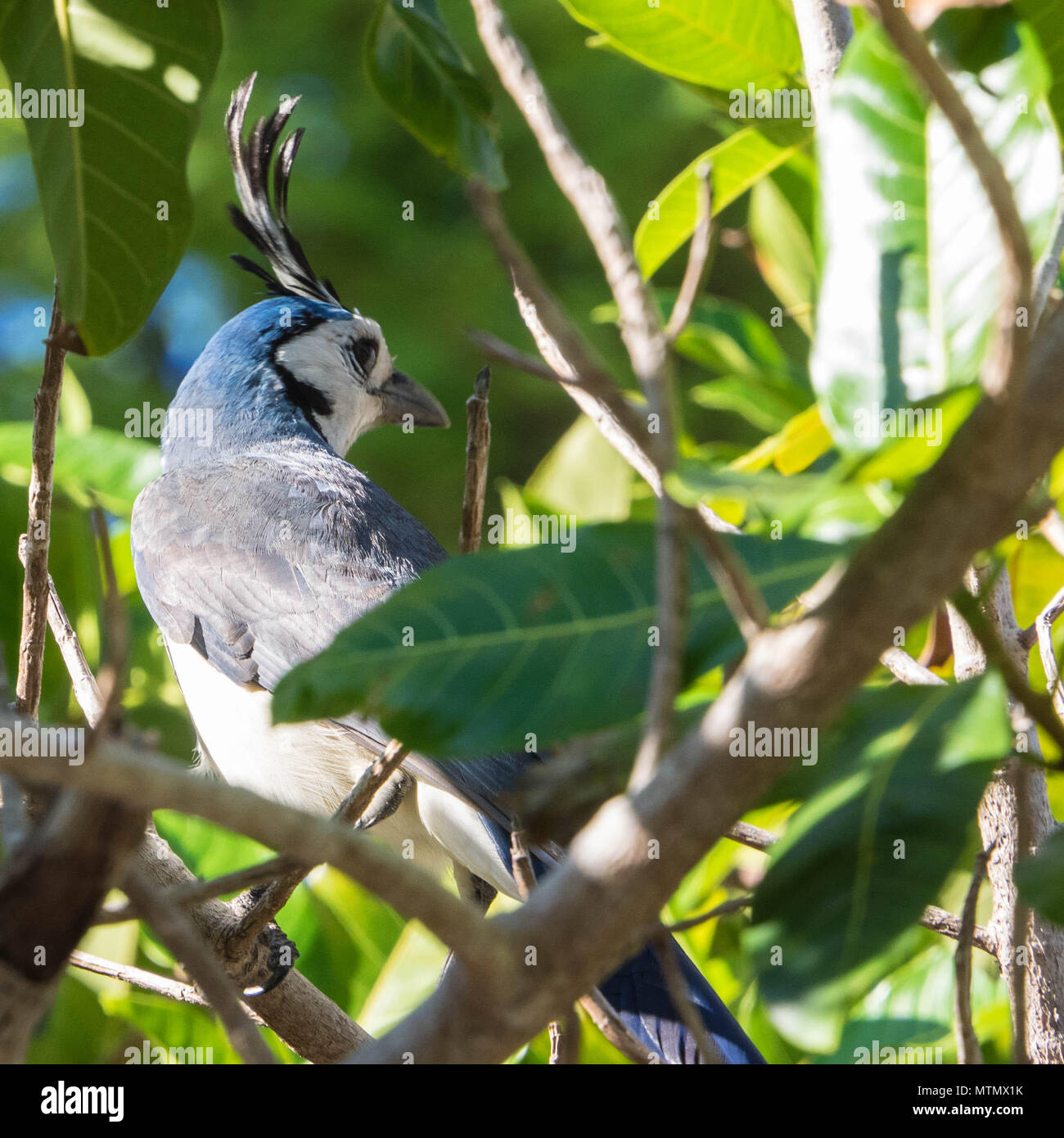 Bianco-throated magpie-jay (Calocitta formosa) nella struttura ad albero a Quattro Stagioni sulla penisola Papagayo, nella provincia di Guanacaste in Costa Rica Foto Stock