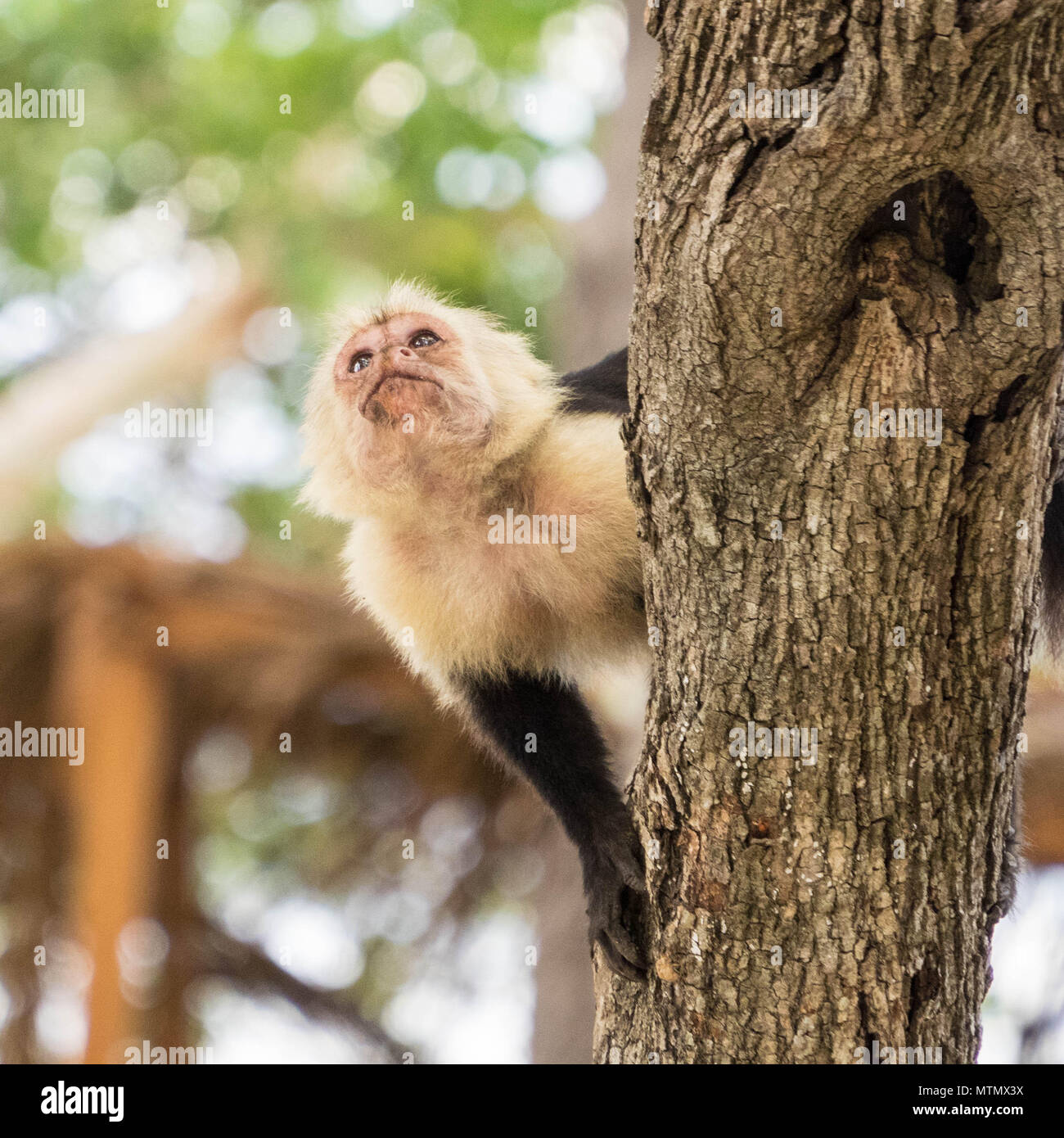 Di fronte bianco-scimmie cappuccino (Cebus capucinus) tra gli alberi della foresta secca, Peninsula Papagayo, Guanacaste in Costa Rica Foto Stock