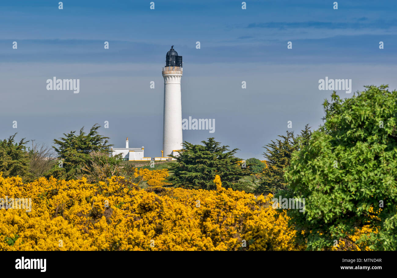 Faro COVESEA LOSSIEMOUTH BEACH Scozia colonna bianca e casa circondata da giallo GORSE FIORI IN PRIMAVERA Foto Stock