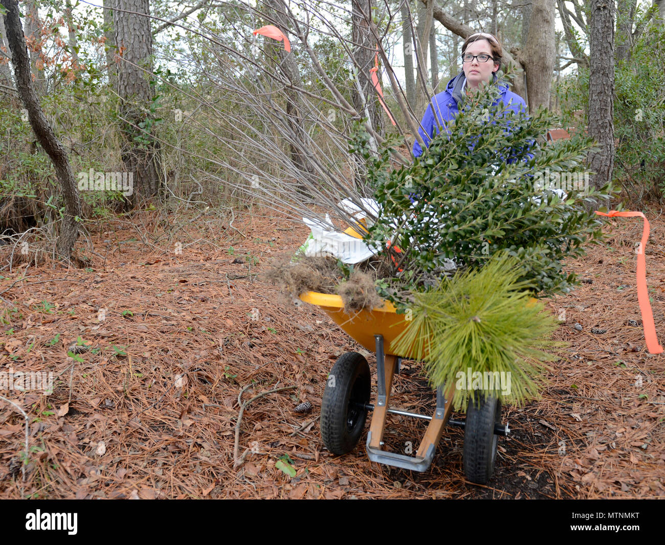 Alicia Garcia, 633rd ingegnere civile Squadron risorse naturali program manager, trasferimenti impollinatrice piante da Bethel Park Garden al sentiero natura durante un evento di volontariato a base comune Langley-Eustis, Va. Gennaio 6, 2017. Delocalizzare gli impianti consentirà una migliore utilizzazione di specie impollinatrice, come uccelli e farfalle. (U.S. Air Force foto di Airman 1. Classe Kaylee Dubois) Foto Stock