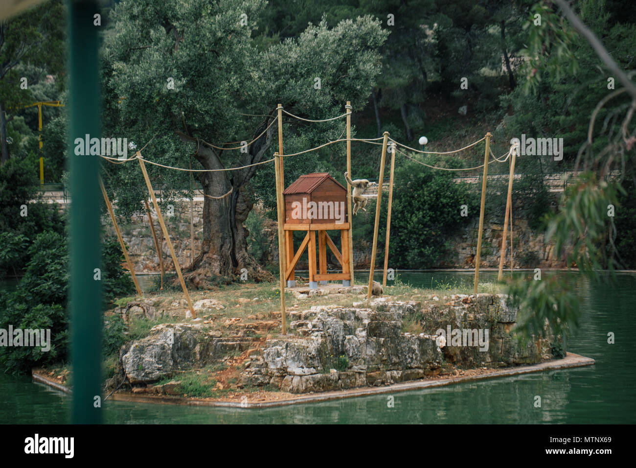 Le scimmie in zoo fauna selvatica in Fasano Puglia Italia safari Foto Stock