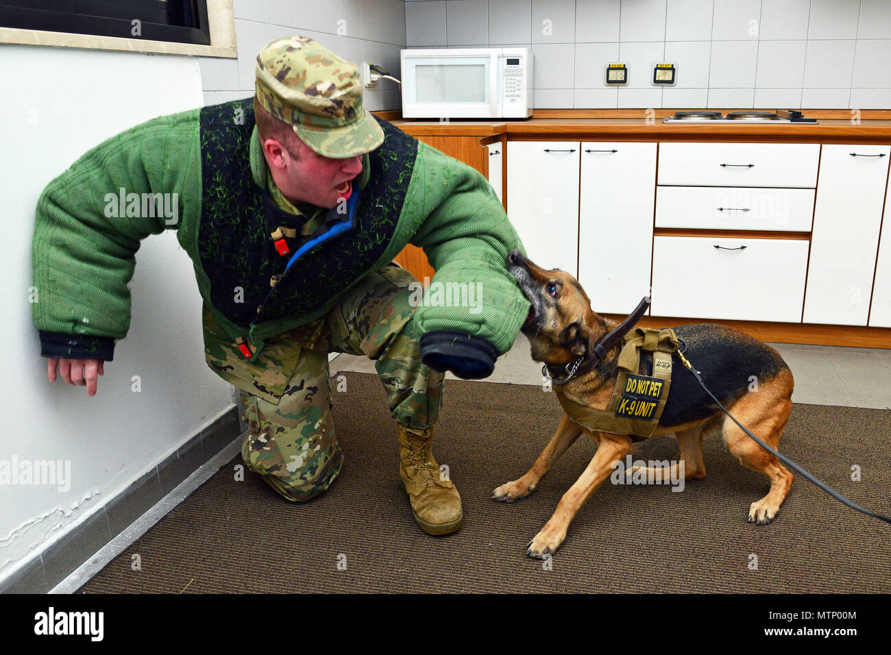 Stati Uniti Air Force militare cane lavoro Delly, assegnato al trentunesimo delle forze di sicurezza Squadron da Aviano, pratica aggressione controllata di formazione con U.S Army Sgt. Robert Cavaciuti, assegnati ai militari 525th cane da lavoro di distacco, a Caserma Ederle, Vicenza, Italia gen. 17, 2017. Militari di cane da lavoro le squadre sono utilizzati in pattuglia, farmaco e rilevamento esplosivi e specializzato funzioni di missione per il Dipartimento della difesa e di altre agenzie governative. Il militare 525th cane da lavoro di distacco, la formazione congiunta con la polizia italiana Squadra Cinofili K9 aeroporto di Venezia e la Questura di Padova e U.S. Aria Foto Stock