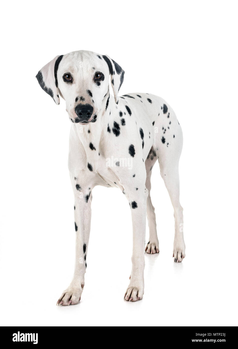 Cucciolo dalmata Immagini senza sfondo e Foto Stock ritagliate - Pagina 2 - Alamy