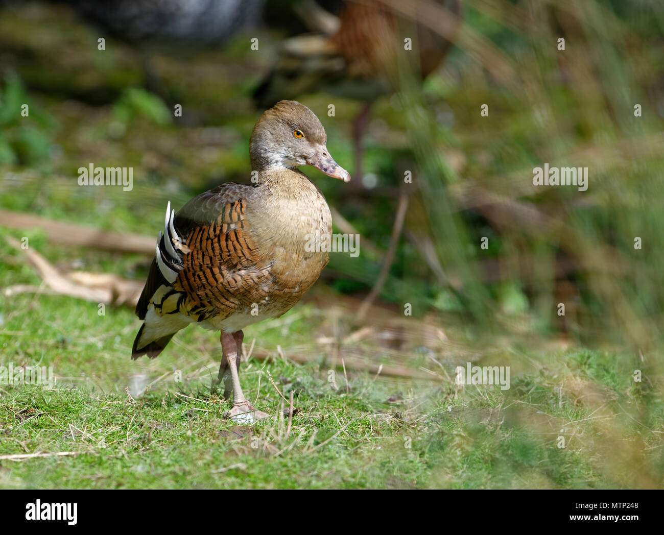 Sibilo piumati-duck - Dendrocygna eytoni in piedi sull'erba Foto Stock