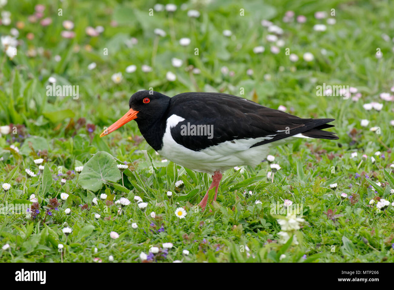 Eurasian Oystercatcher - Haematopus ostralegus tra margherite sull'erba Foto Stock