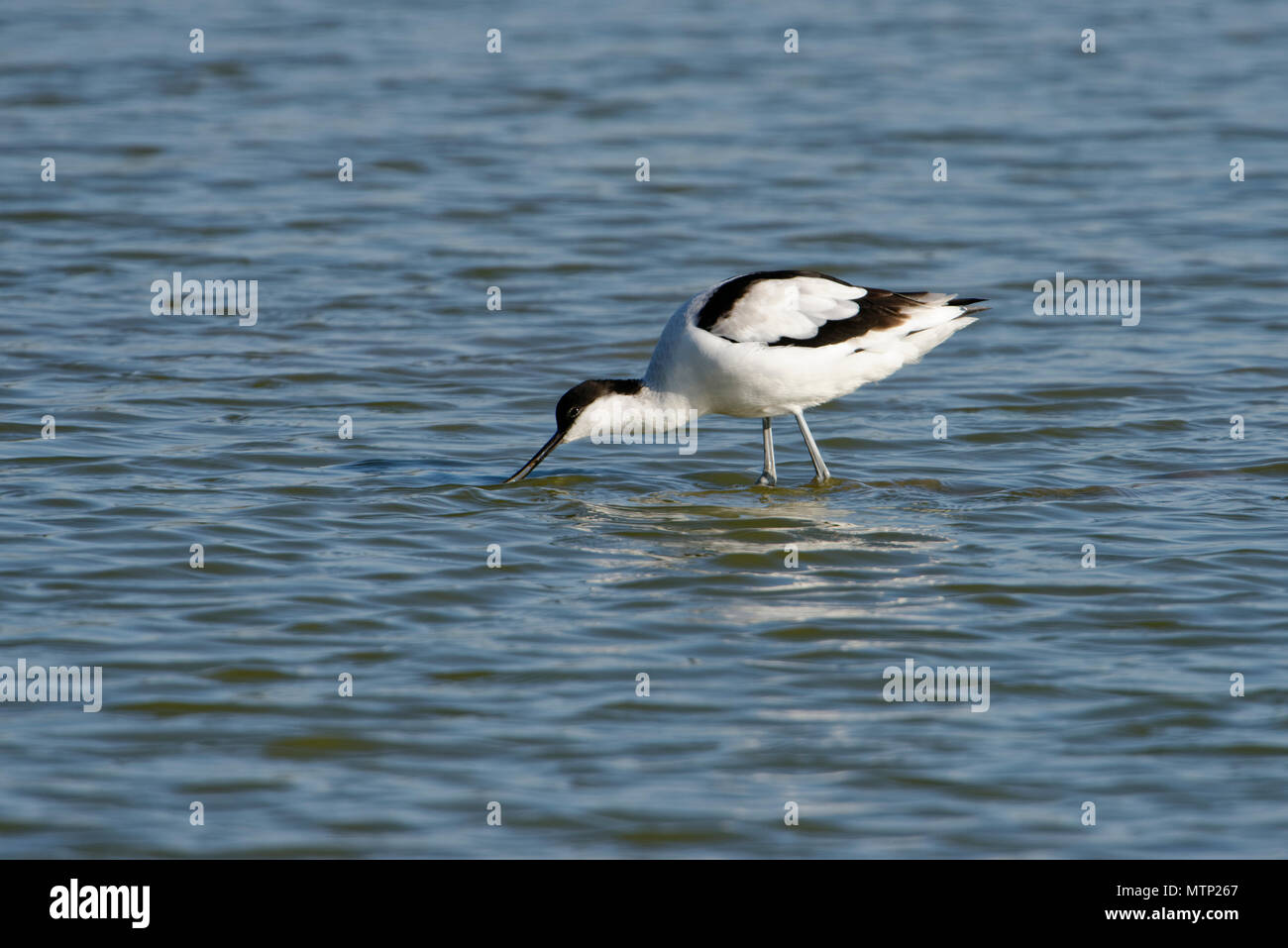 Pied avocetta - Recurvirostra avosetta alimentando in acqua Foto Stock