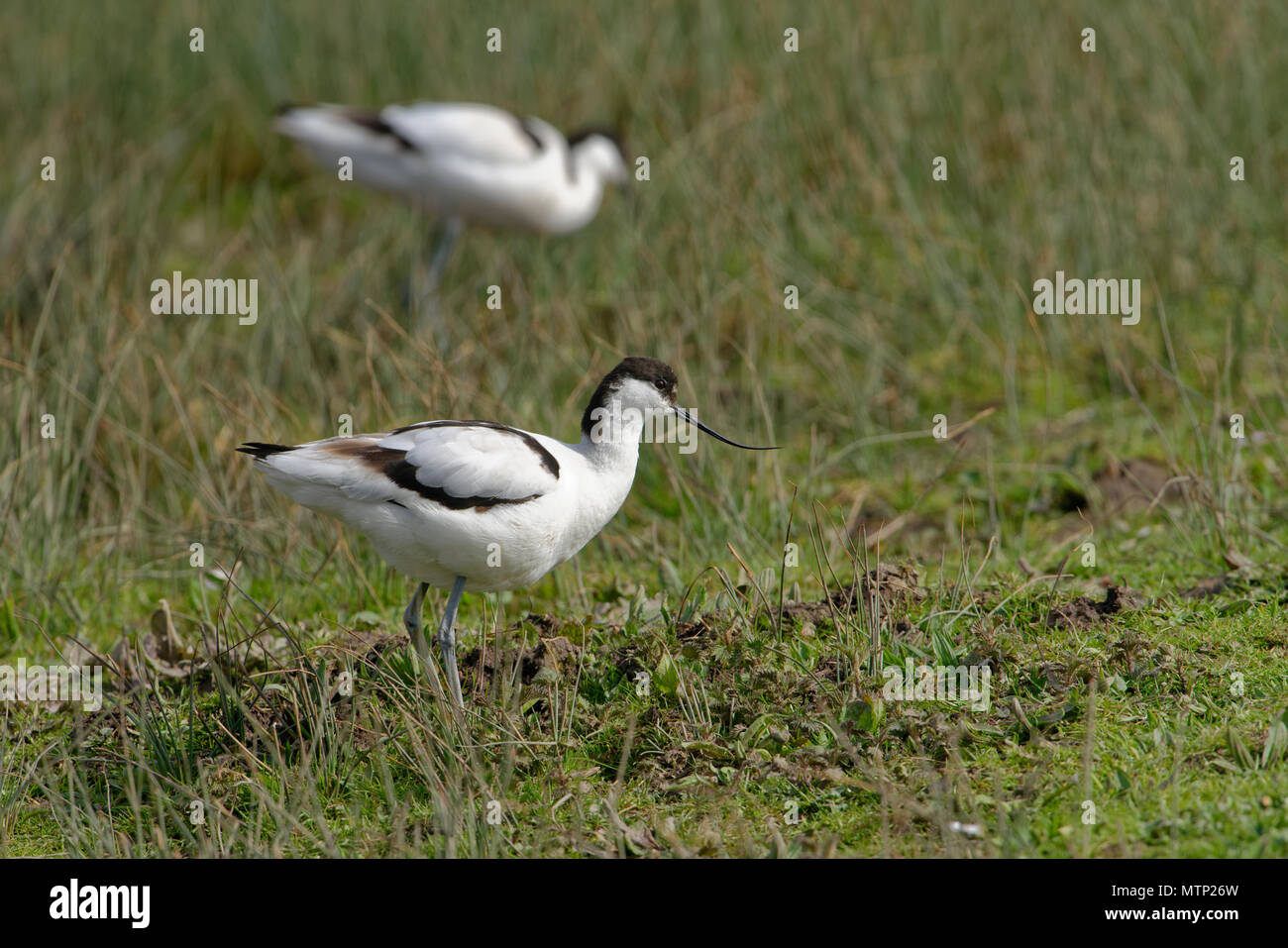 Pied avocetta - Recurvirostra avosetta coppia sull'erba Foto Stock