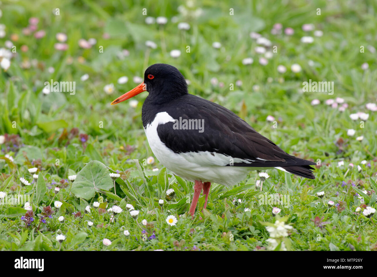 Eurasian Oystercatcher - Haematopus ostralegus tra margherite sull'erba Foto Stock