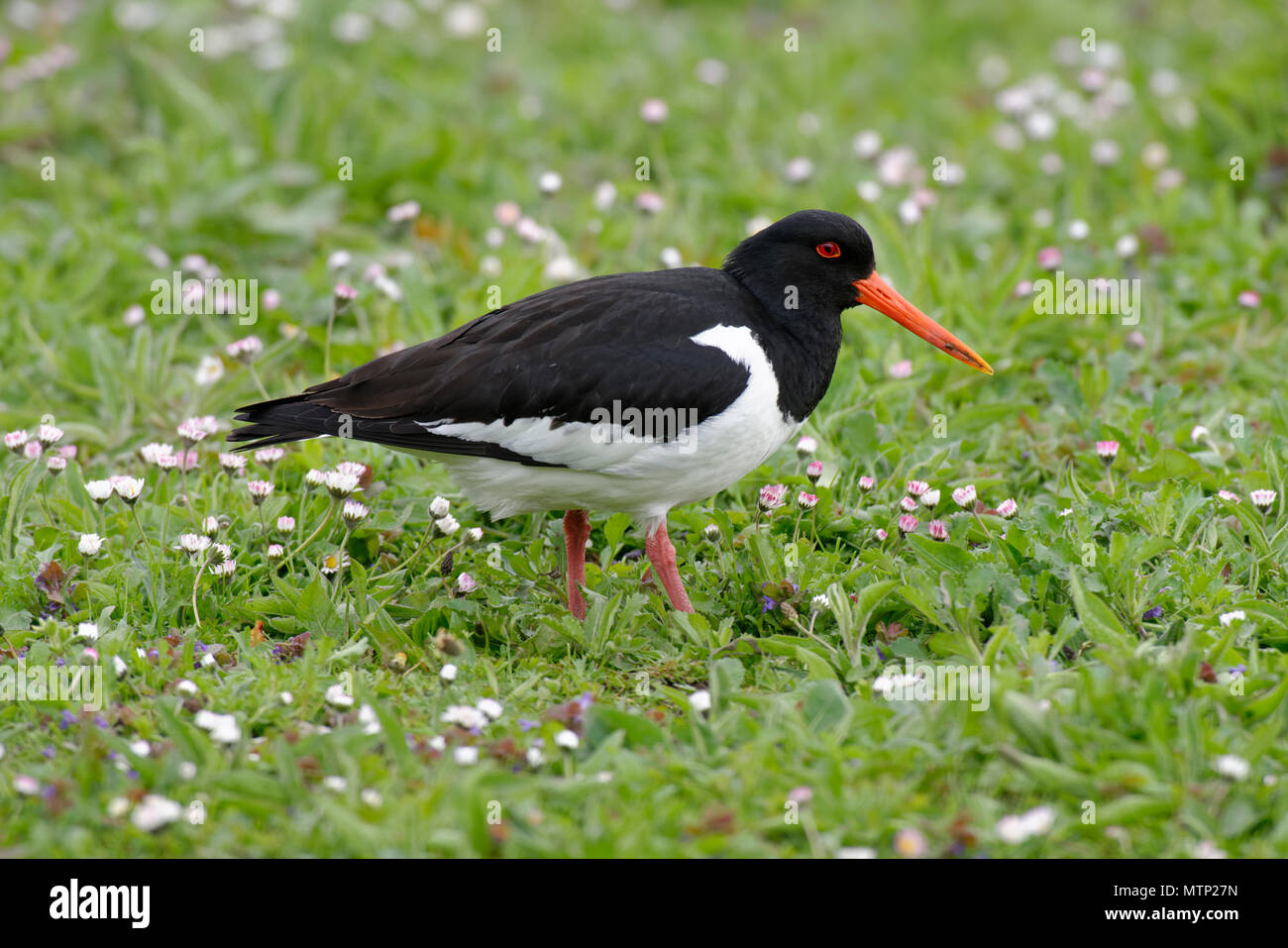Eurasian Oystercatcher - Haematopus ostralegus tra margherite sull'erba Foto Stock