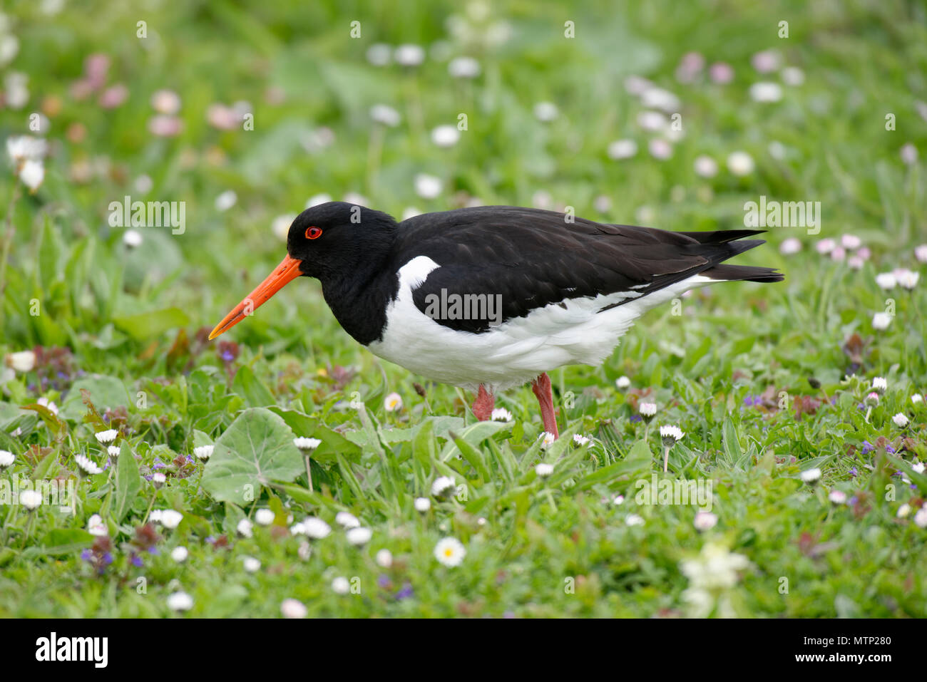 Eurasian Oystercatcher - Haematopus ostralegus tra margherite sull'erba Foto Stock