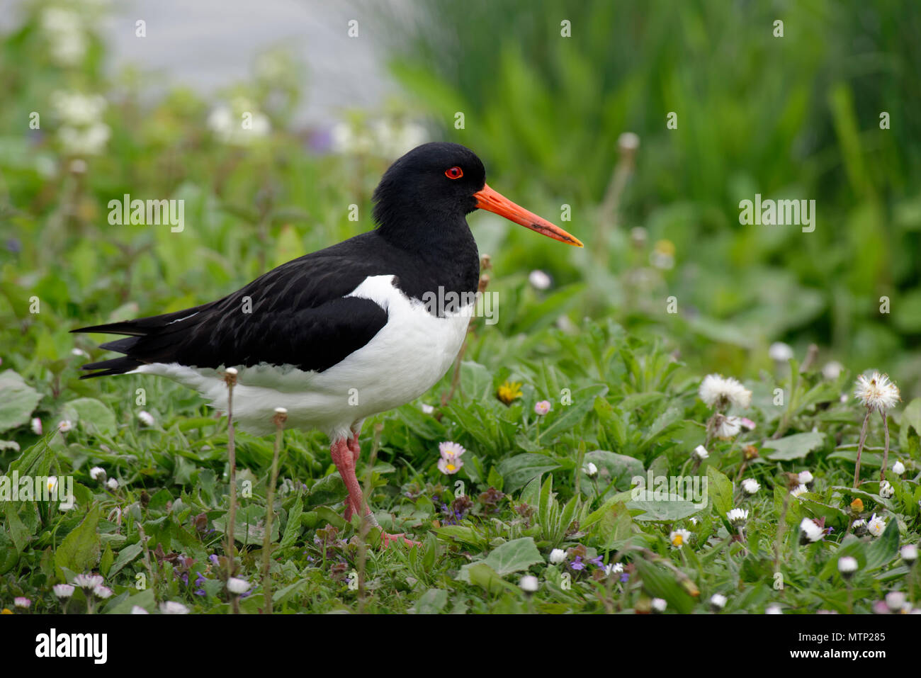 Eurasian Oystercatcher - Haematopus ostralegus tra margherite da acqua Foto Stock