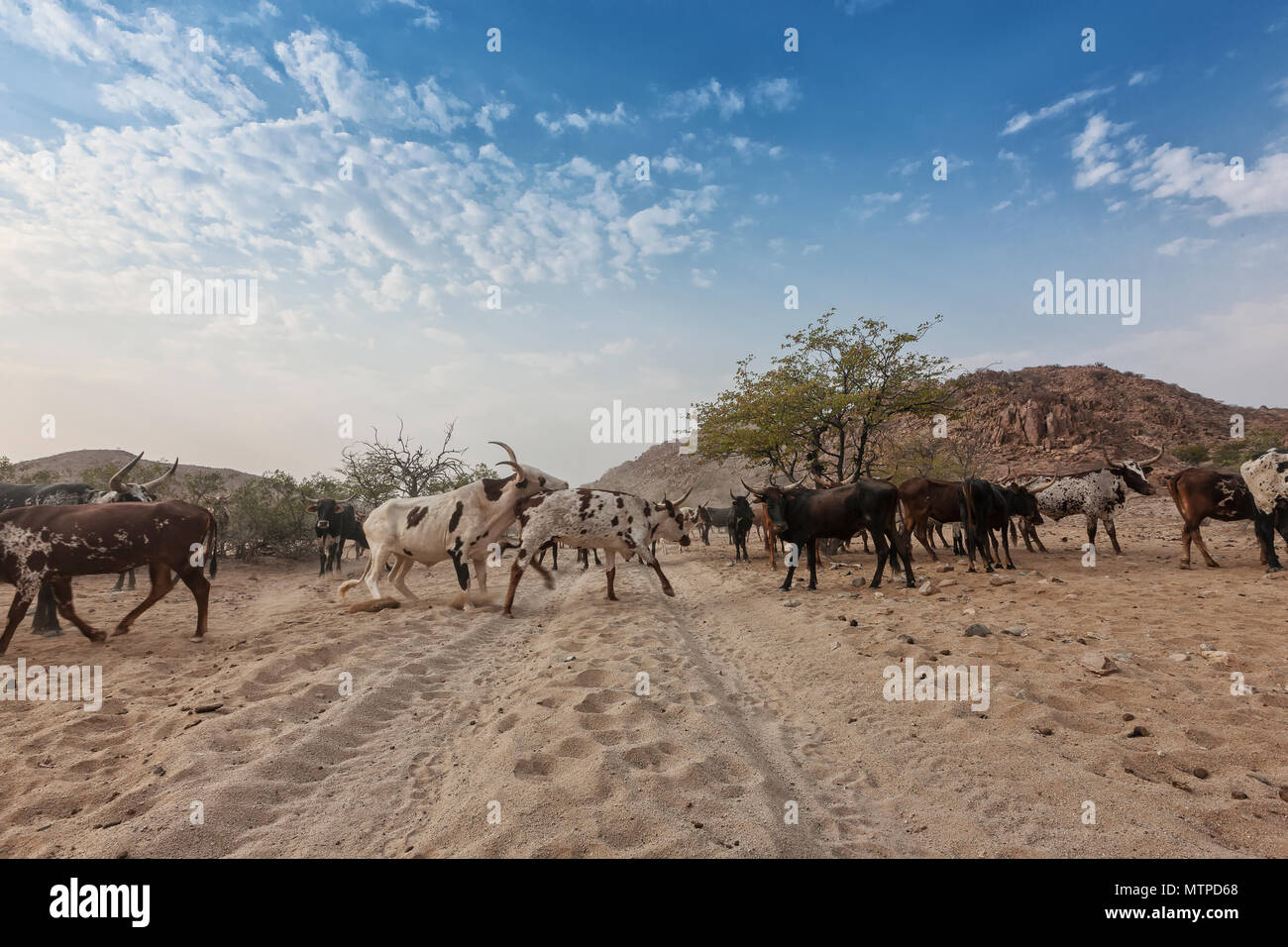 Vacche e wild bull al pascolo in una zona remota del Cunene. Angola. L'Africa. Foto Stock