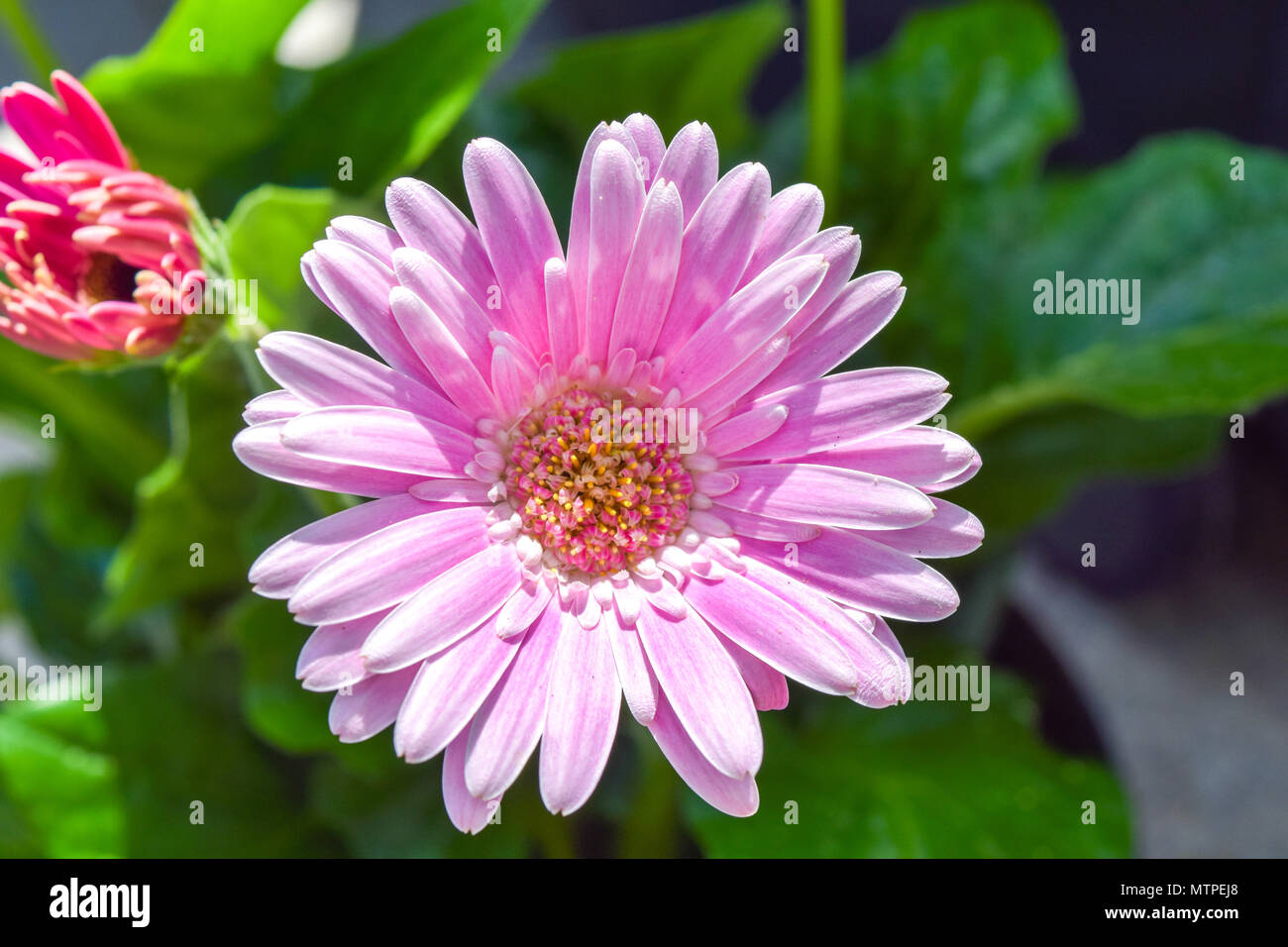 Gerbera fiore, gerbera Blossom Pink Foto Stock