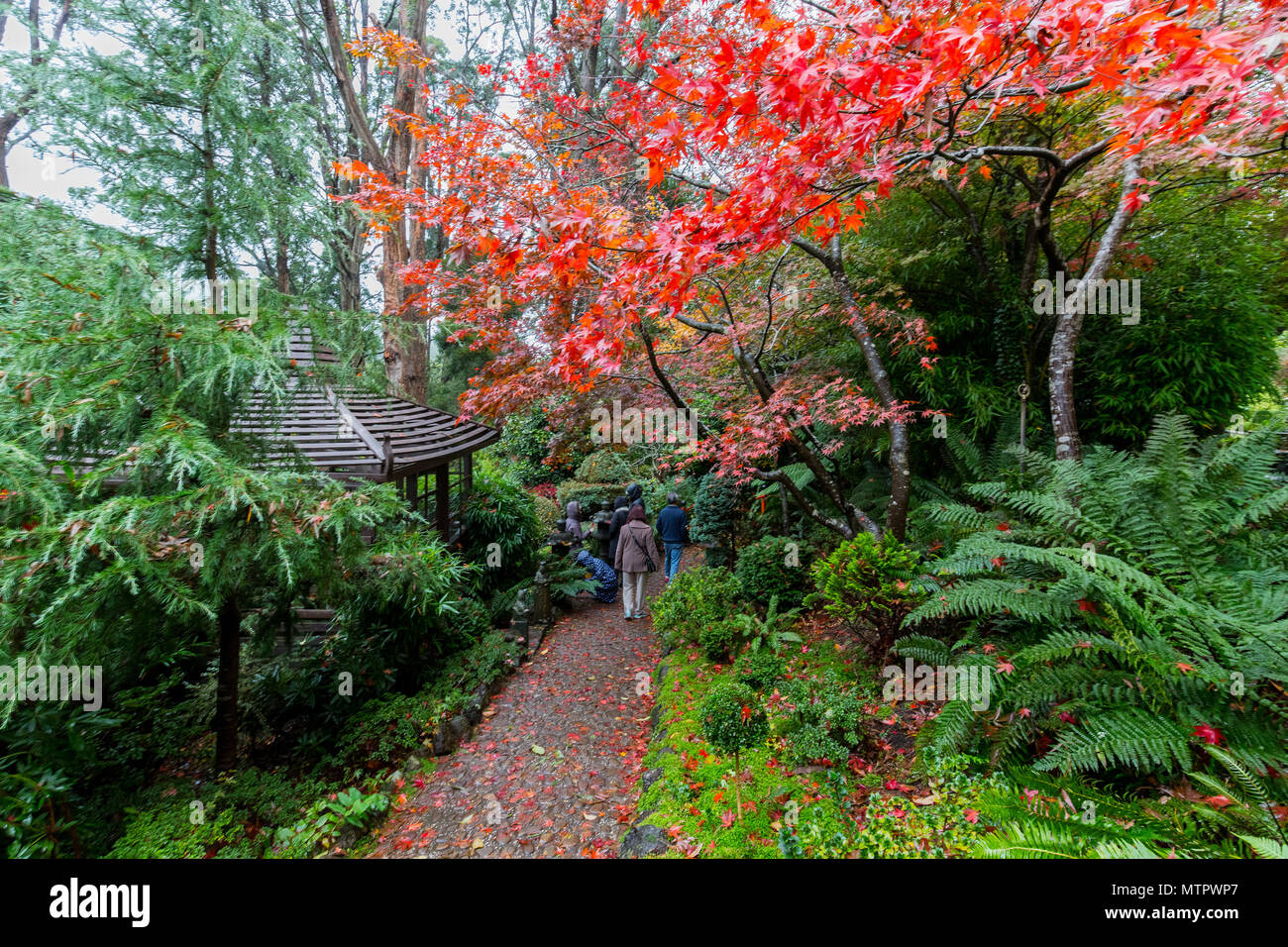 I colori autunnali nella foresta Glade giardini, Mount Macedon Foto Stock