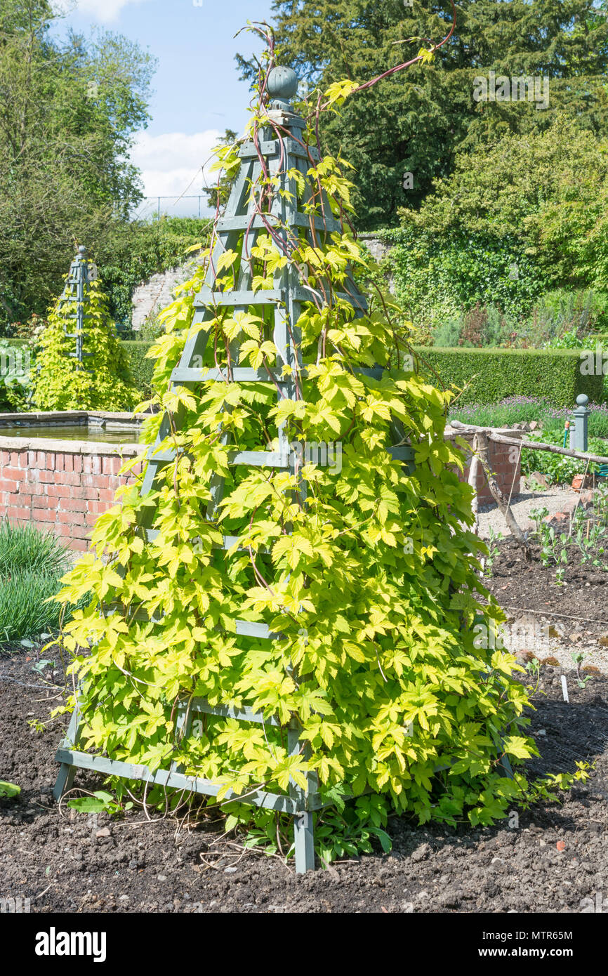 Golden hop crescendo un obelisco, di Humulus lupulus-aureus Foto Stock Golden hop crescendo un obelisco, di Humulus lupulus-aureus Foto Stock