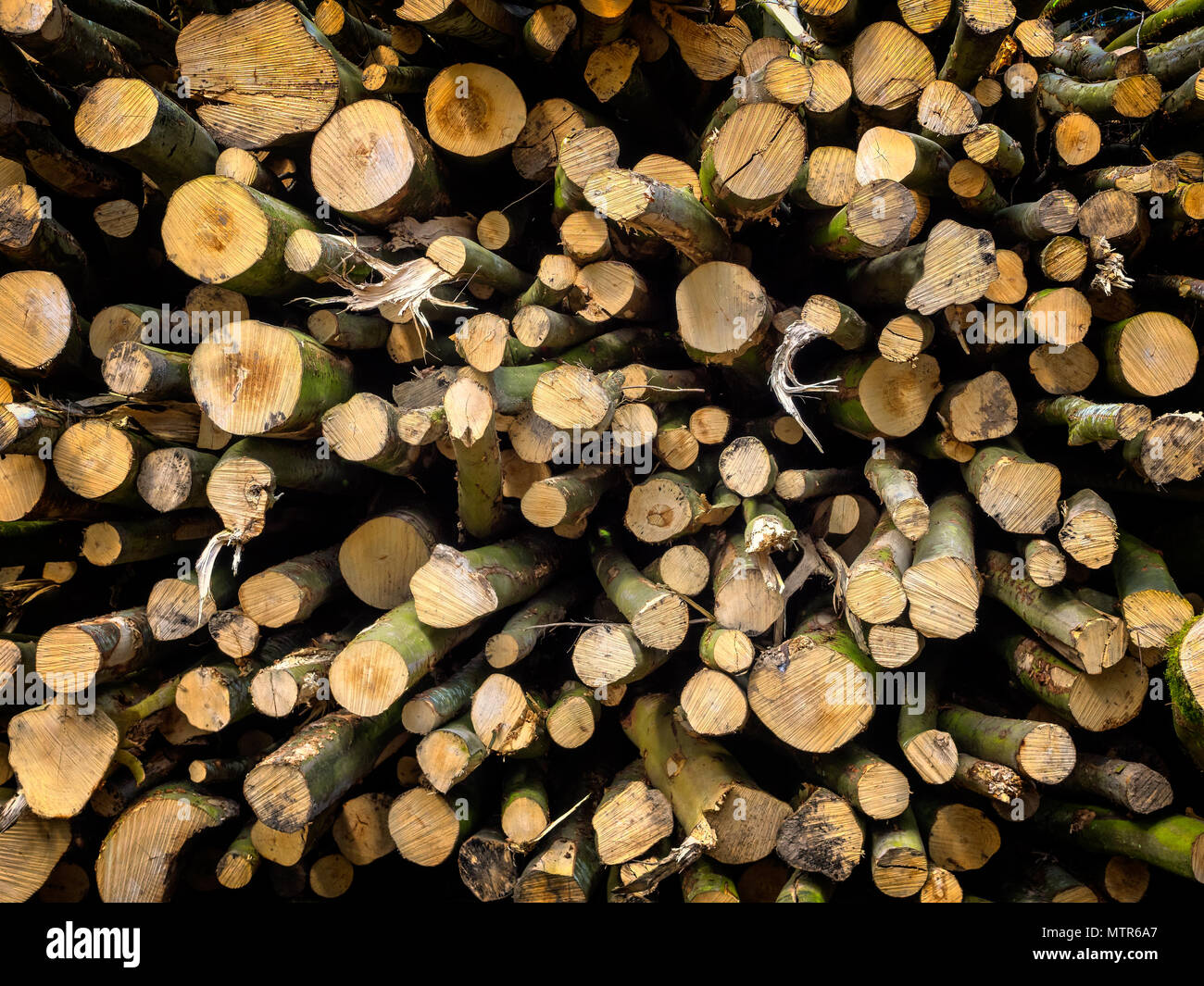 Woodpile fresca appena sceso Foto Stock