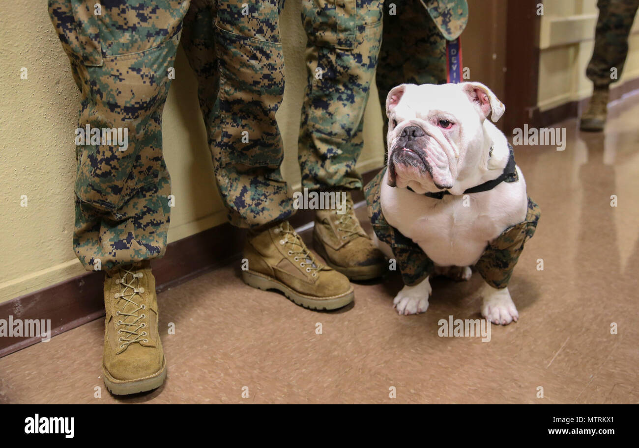 Caporale Smedley D. Butler, deposito di mascotte, Marine Corps reclutare deposito a San Diego, fa la sua comparsa presso la grande apertura del MCRD Centro fiscale, 23 gennaio. Il Centro, gestito da Internal Revenue Service-addestrato e certificato Marines, è aperto e disponibile per Active Duty i membri del servizio, i pensionati e i loro familiari a carico. Foto Stock