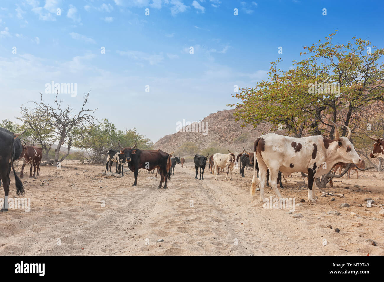 Vacche e wild bull al pascolo in una zona remota del Cunene. Angola. L'Africa. Foto Stock