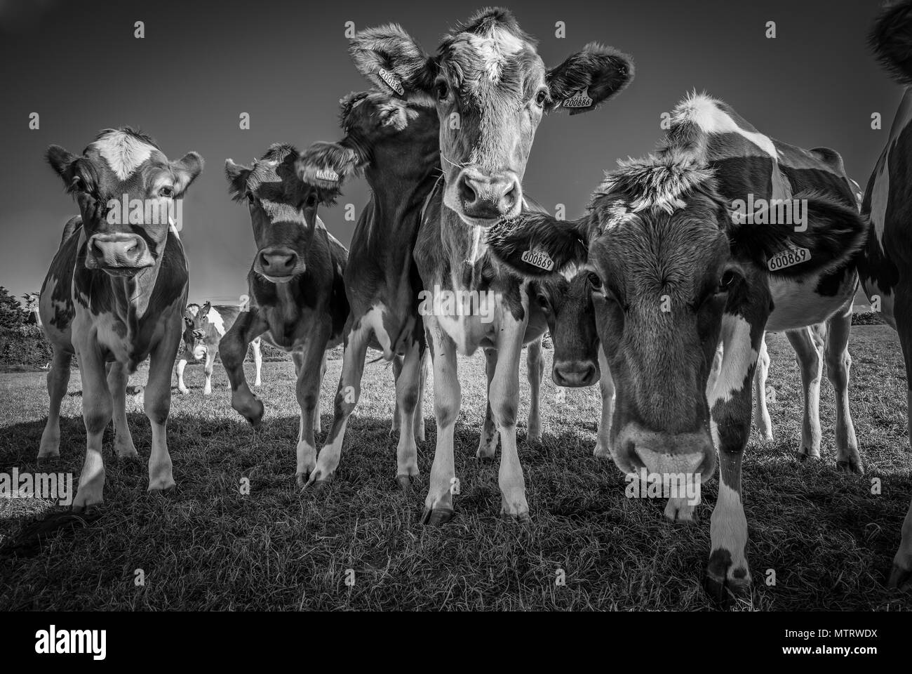 Giovani Guernsey vacche nel campo, Guernsey, Isole del Canale, Regno Unito Foto Stock