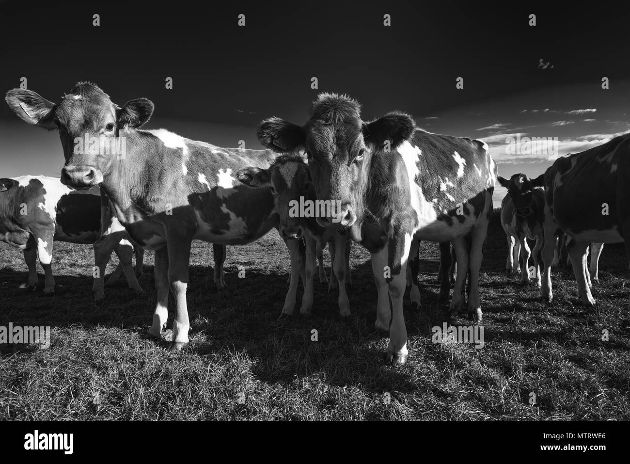 Giovani Guernsey vacche nel campo, Guernsey, Isole del Canale, Regno Unito Foto Stock