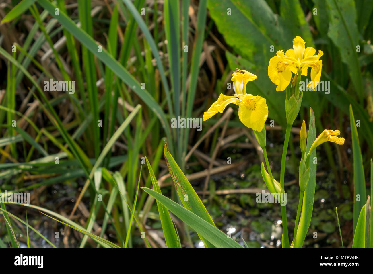 Bandiera gialla Iris, Iris pseudacorus, Foto Stock