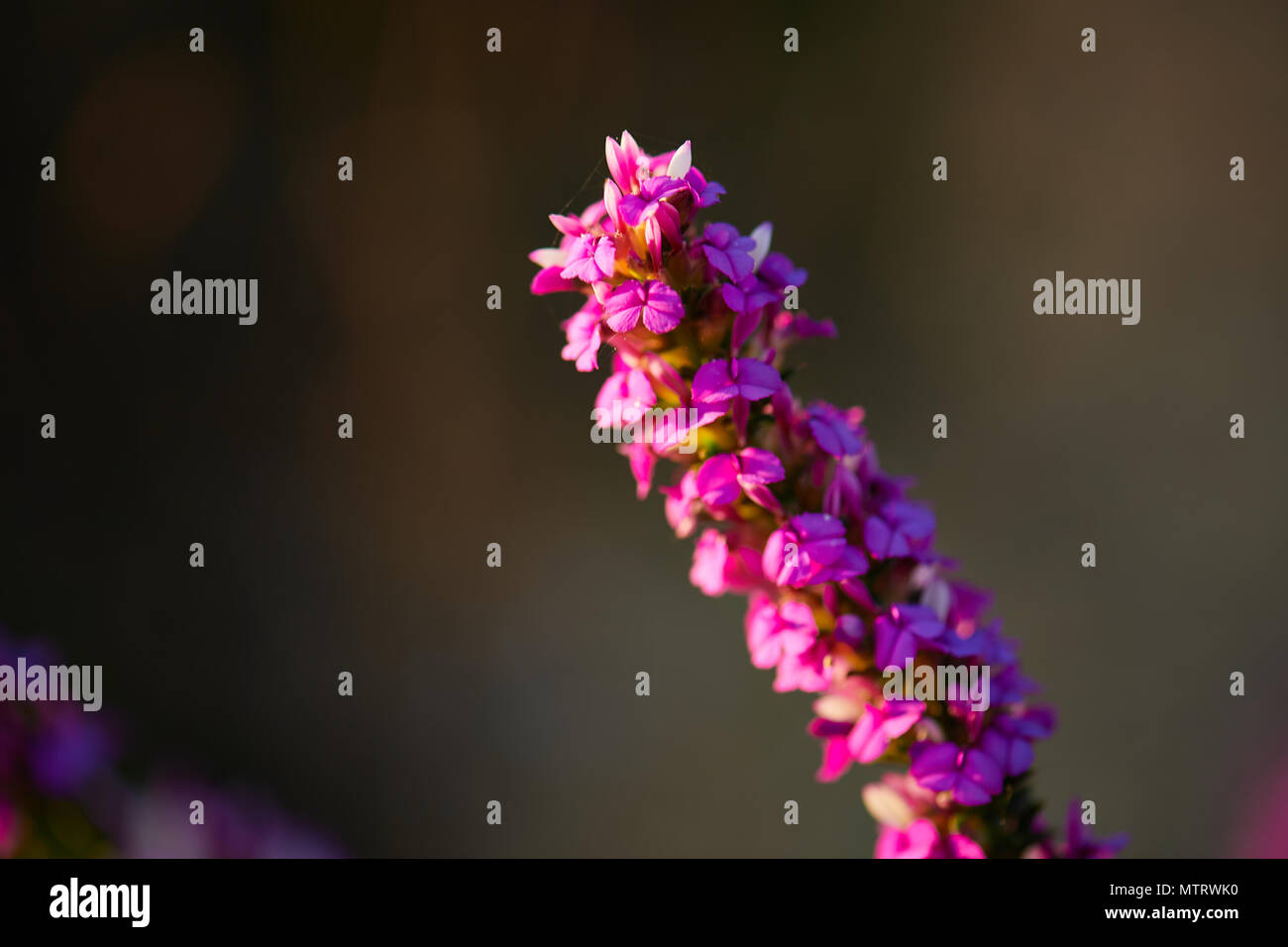 Close up pungenti gorse viola Foto Stock