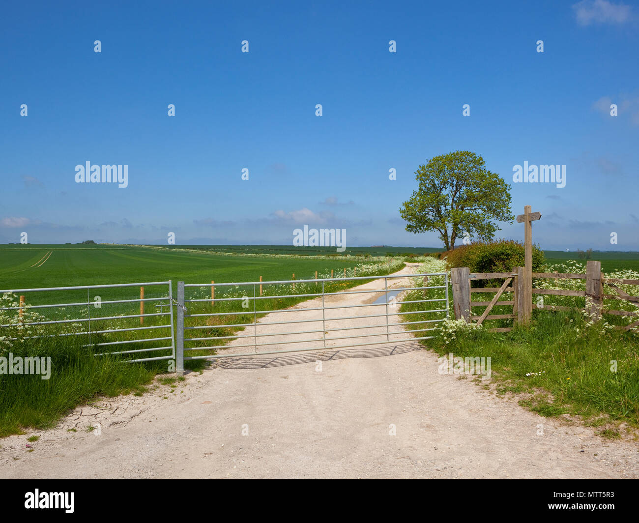 Un calcare agriturismo via con gate metallici nei pressi di un maturo il frassino e biancospino siepe con campi di grano e fiori di campo sotto un cielo blu nel Yorkshi Foto Stock