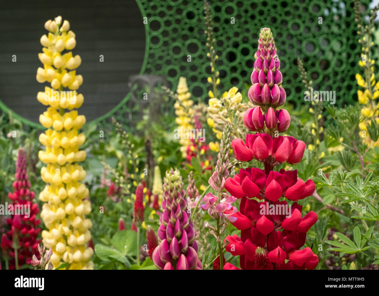 Rosso di stordimento e lupino giallo dei fiori con fogliame verde in giardino a Chelsea Flower Show, Londra 2018. Foto Stock