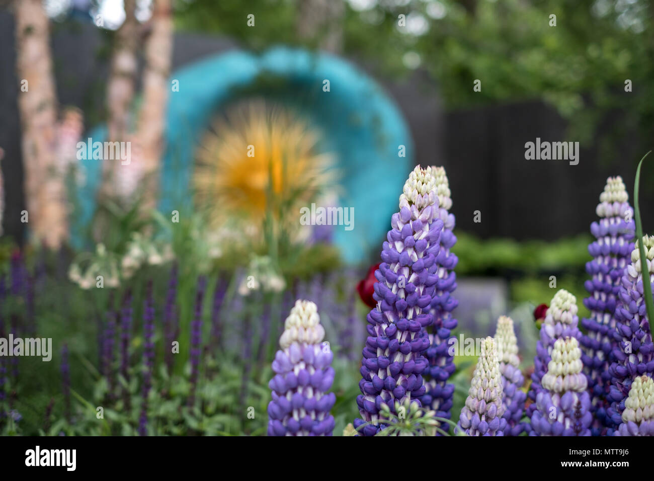 Londra REGNO UNITO,2018. Stordimento viola, blu di lupini in primo piano a premiato giardino al Chelsea Flower Show, ospitato da The Royal Horticultural Society. Foto Stock