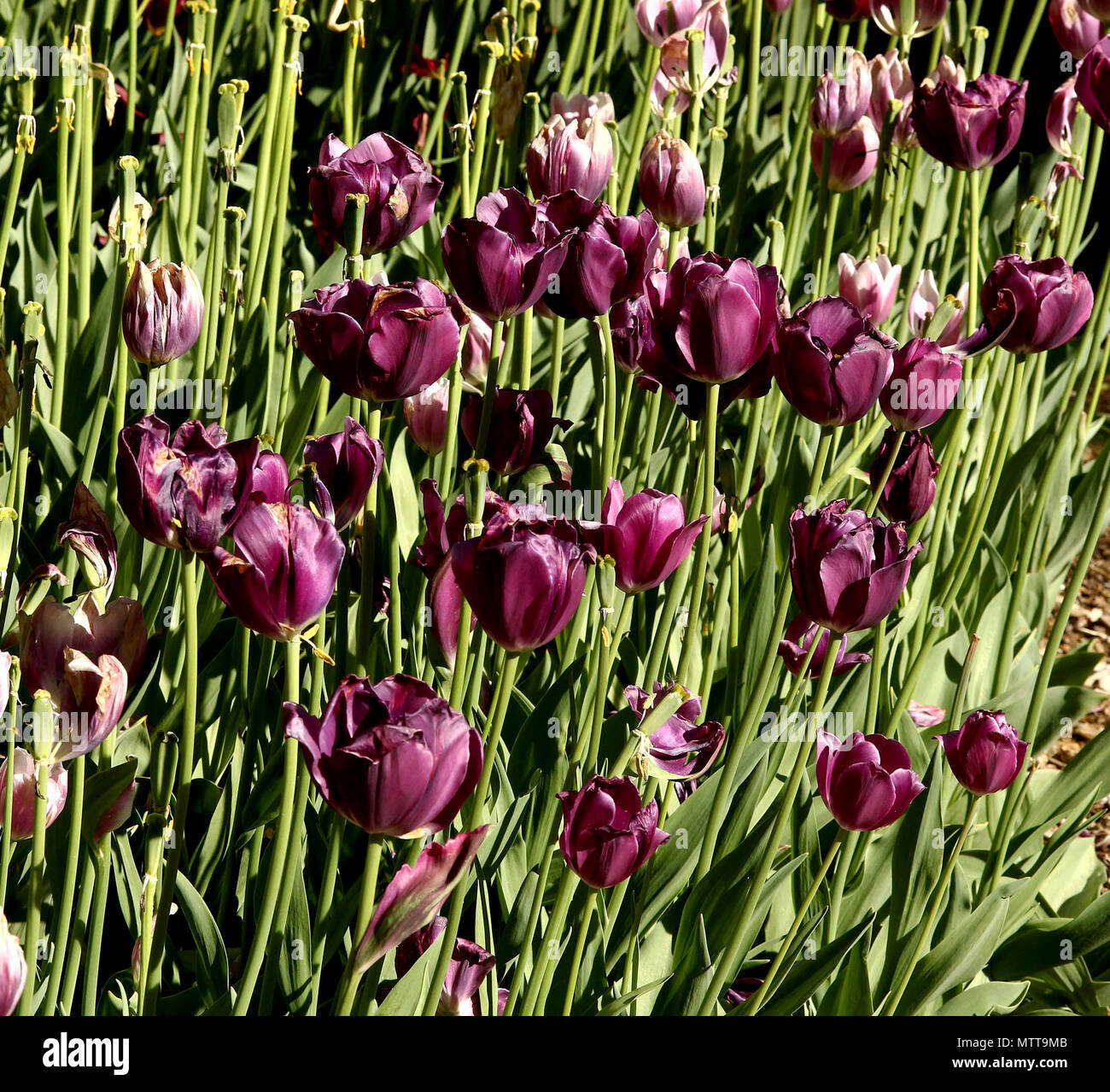 Tulipani viola con steli verdi Foto Stock