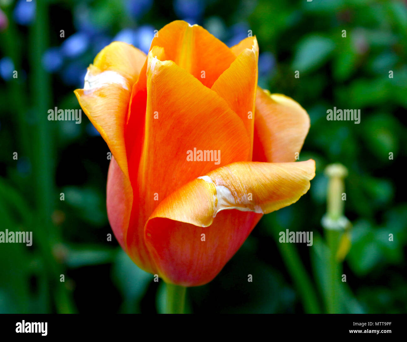 Unico orange tulip contro verde Foto Stock