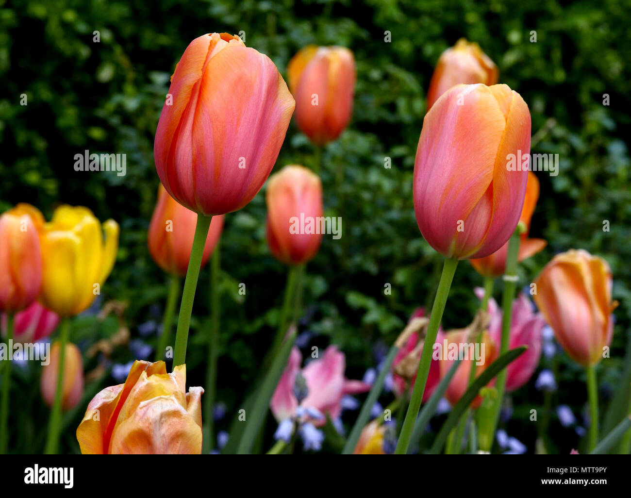 Tulipani arancione di edera Foto Stock