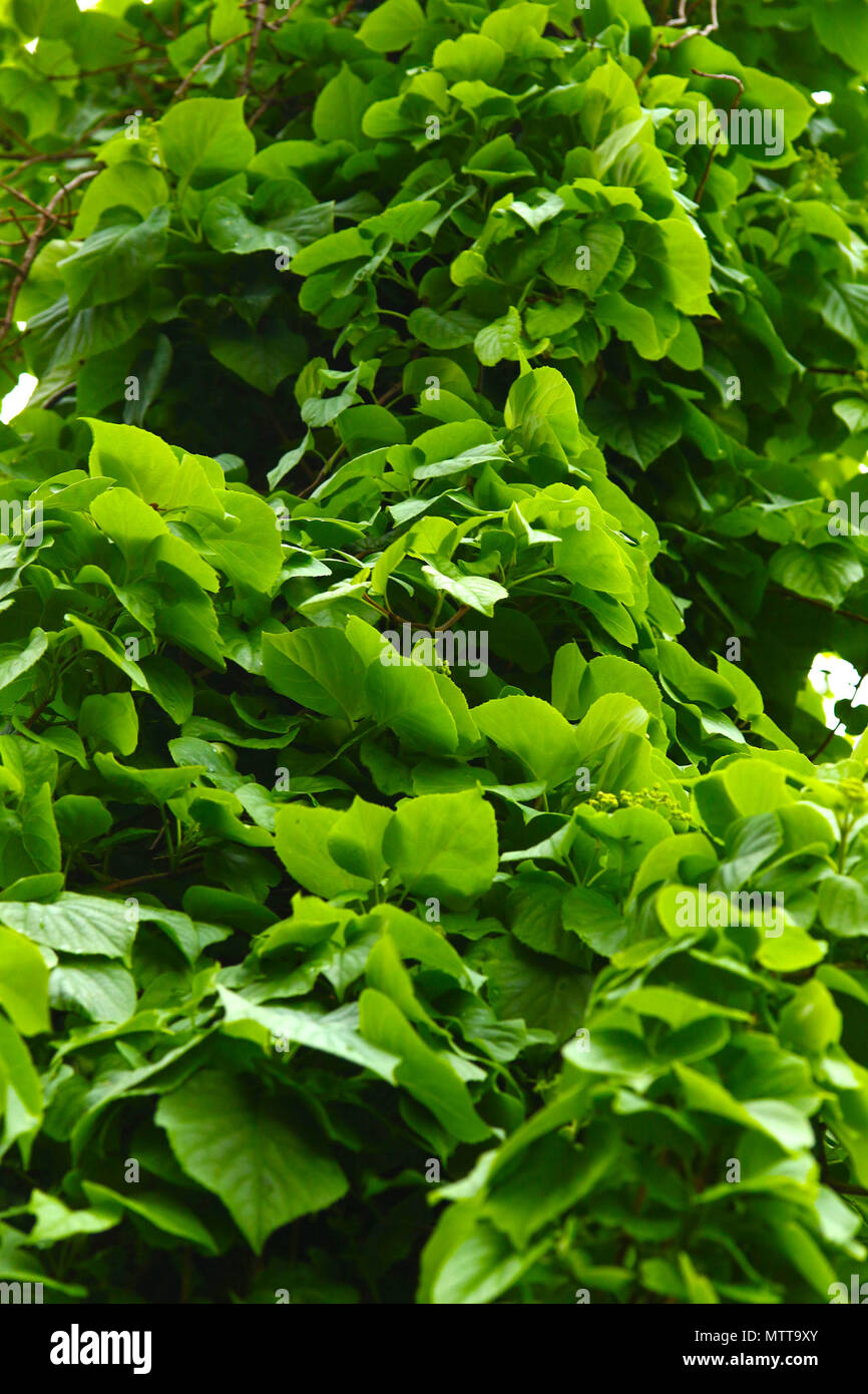 Lussureggiante verde edera copre un albero Foto Stock