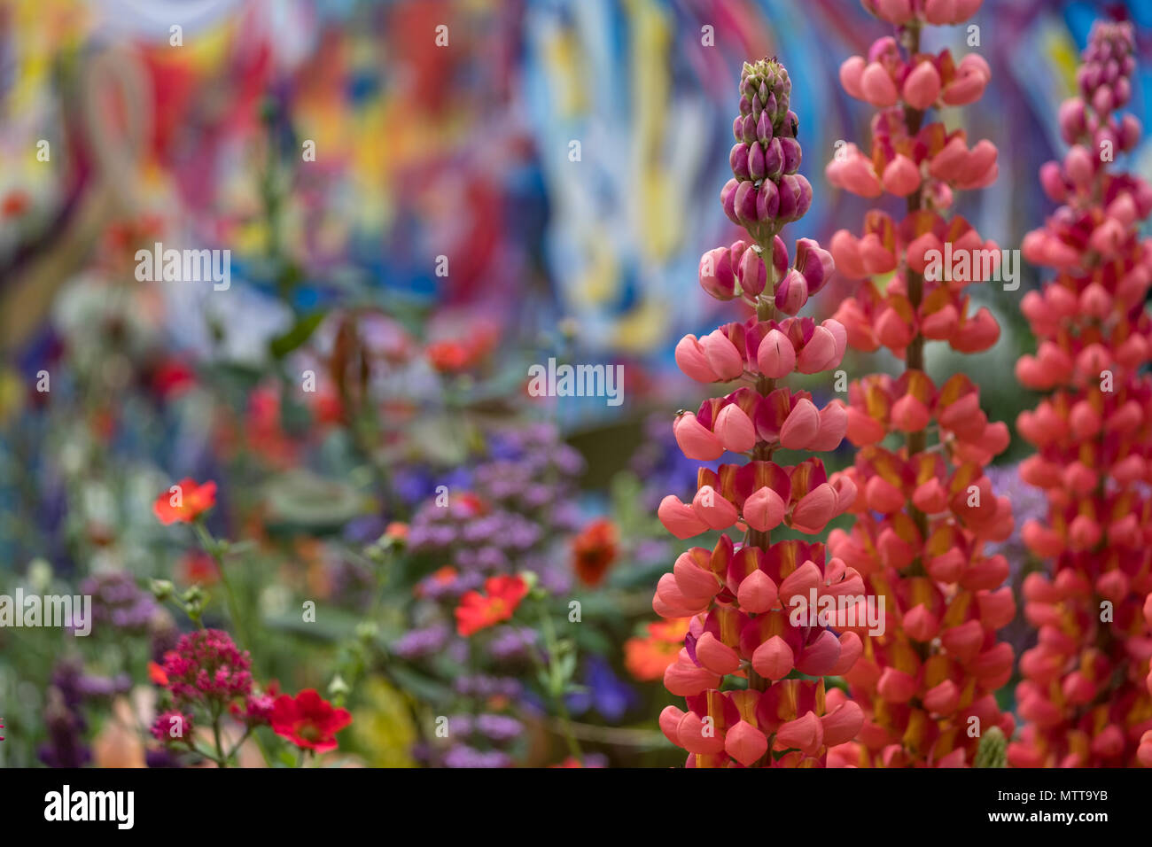 Londra REGNO UNITO, 2018. Rosso di stordimento di lupini dolci nel giardino artigianale al Chelsea Flower Show, ospitato da The Royal Horticultural Society. Foto Stock