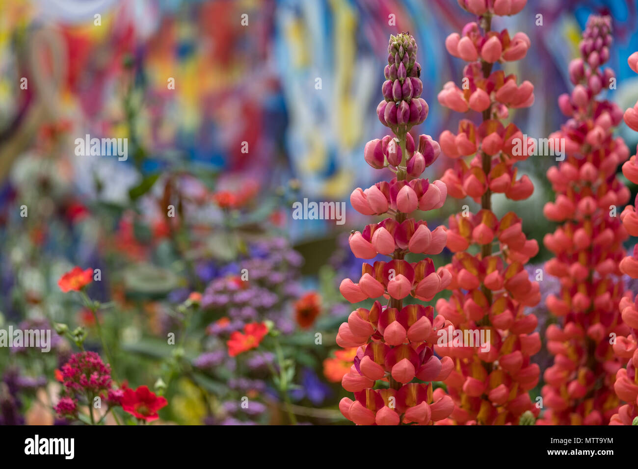 Londra REGNO UNITO, 2018. Rosso di stordimento di lupini dolci nel giardino artigianale al Chelsea Flower Show, ospitato da The Royal Horticultural Society. Foto Stock